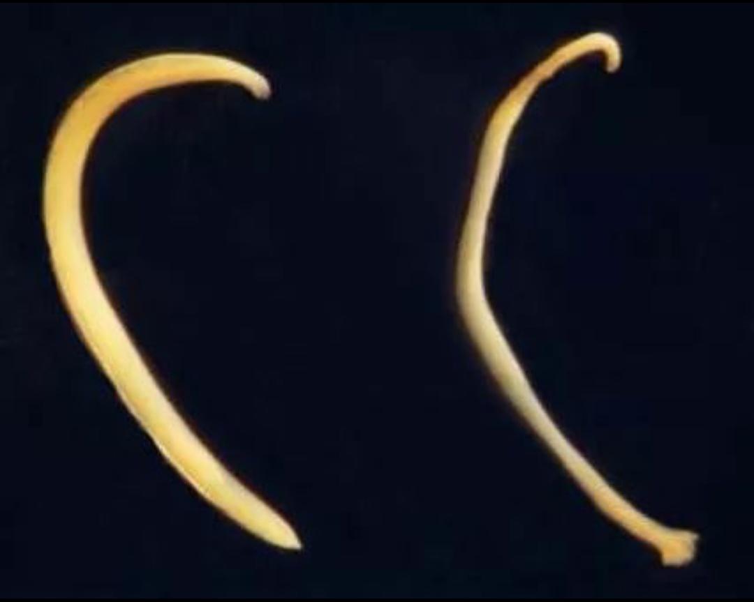 猫狗身上的寄生虫大全,猫狗常见的寄生虫有哪些