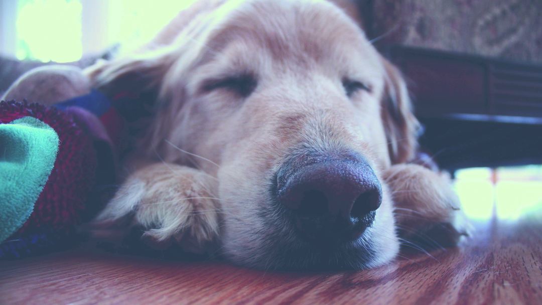 老年犬容易得脂肪病吗,老年犬真的容易应激吗