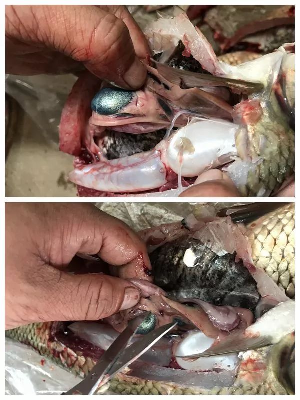 养殖草鱼起浮正常吗,养殖草鱼怎么样护肝