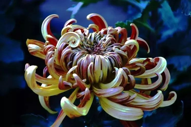 花中四君子菊花国画用笔,花中四君子菊花高清图片