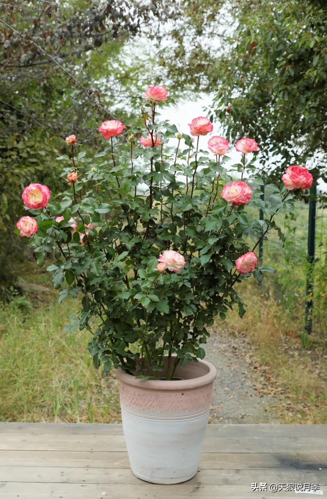 又一个十年,国产自育品种