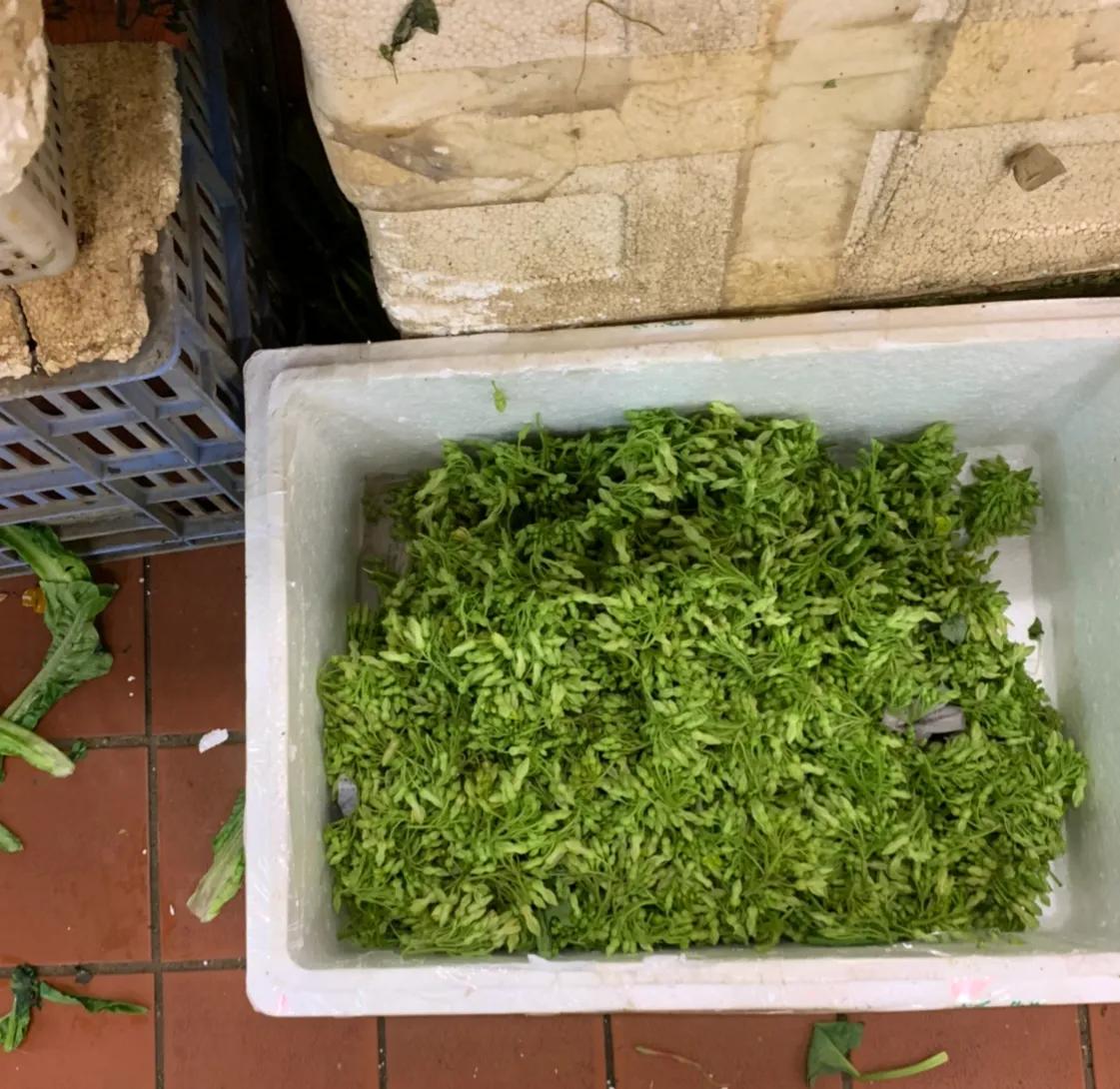 澳门hpv疫苗九价费用,澳门银葵医院hpv九价价格