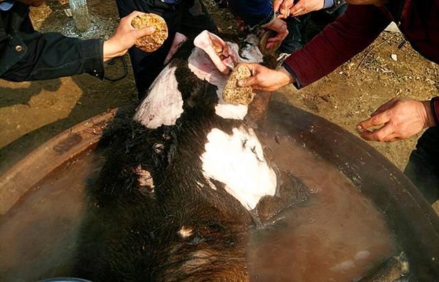 猪皮上有猪毛怎么办别用刀刮了，教你2个小技巧，彻底清理干净