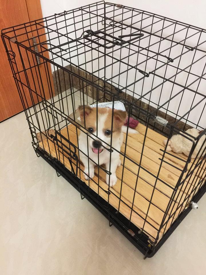 养一只很乖的狗是什么体验,养一只聪明的狗是什么体验