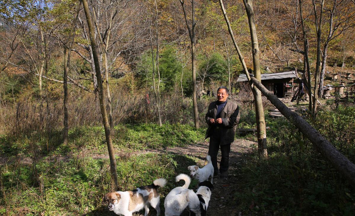 水稻种植户杨良金,杨良金有机大米