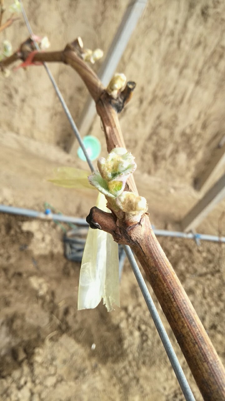 葡萄园哪种喷雾比较好,葡萄园喷雾方法