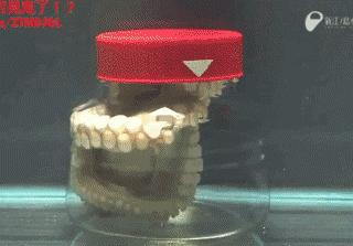 顶级伪装大师拟态章鱼,拟态章鱼科幻般伪装全过程