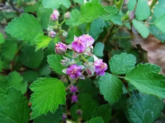 农村山上野果野菜多,农村山上最好吃的水果六种