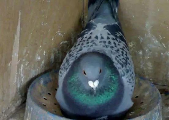 鸽子孵蛋要注意什么事项,鸽子产蛋后孵化期多少天