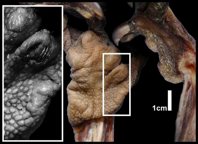 马岛猴子视频大全,马岛最厉害的动物