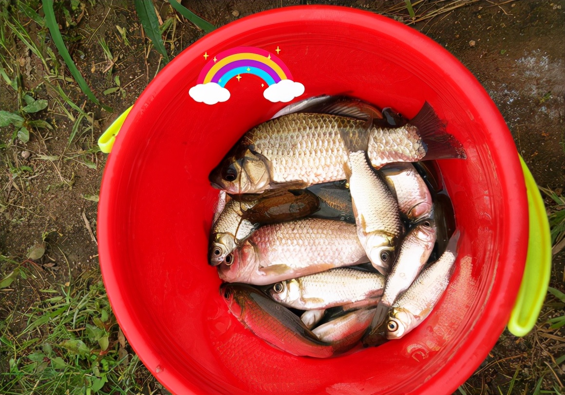 浙江台州河里钓鱼,浙江台州椒江区钓友