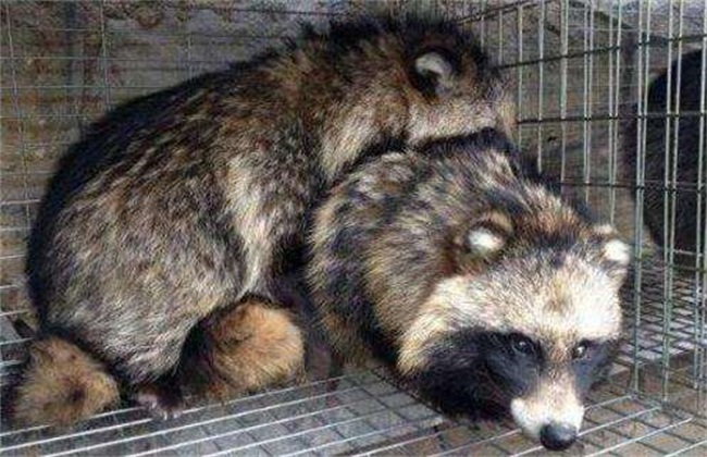 璨夊瓙鍏绘畺楠楀眬,璨夊瓙鍏绘畺