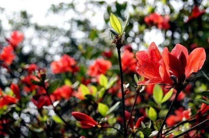 云浮_4月19日天露山的临死体验与明年一定再来