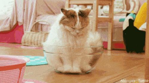 上海迪士尼面试怎么回答,面试官问你为什么要加入到迪士尼