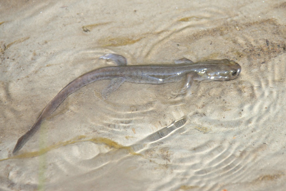 米亚罗-大美理礼县