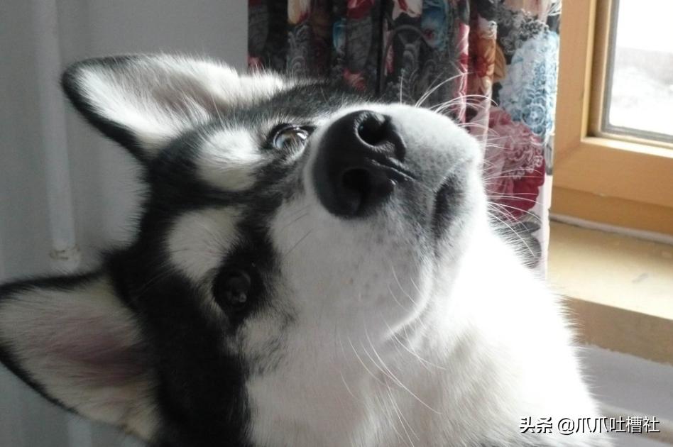 狗狗吃醋怎么办,狗狗“吃醋”的哪些表现