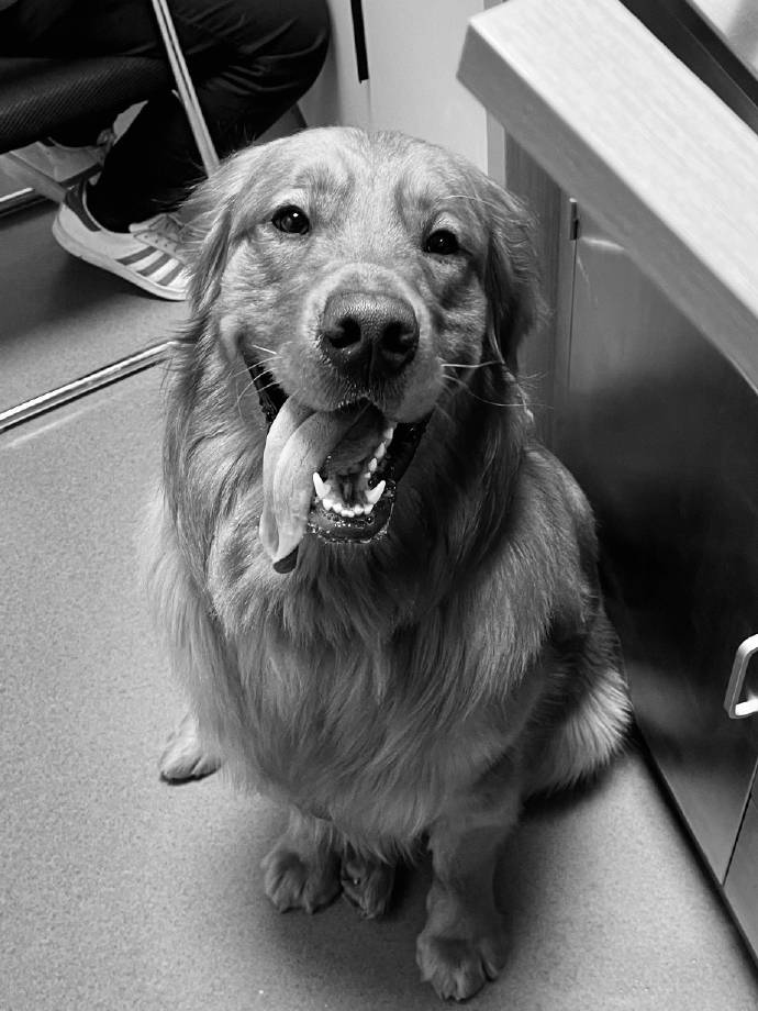 卖家挂羊头卖狗肉消费者如何赔偿,花3000元买只羊