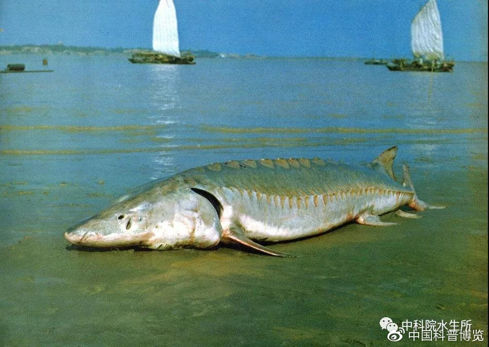 生活在长江的特有珍稀动物是什么,什么珍稀动物是长江特有的