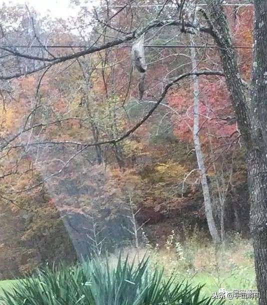 15张照片证明蜘蛛才是地球上最恐怖的生物