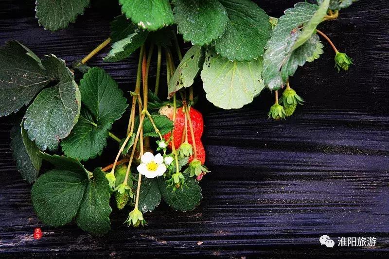 长亭外,古道边……原来淮阳古代的十里长亭竟然在这里