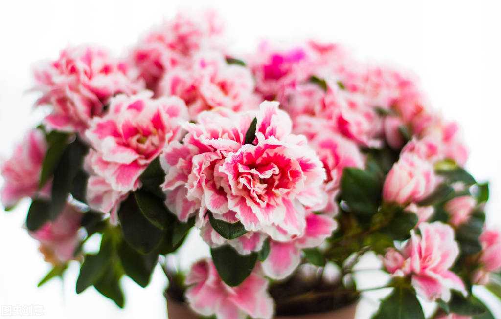 养什么植物晒不死又不怕冻,北方冬天适合养的花草耐寒耐冻