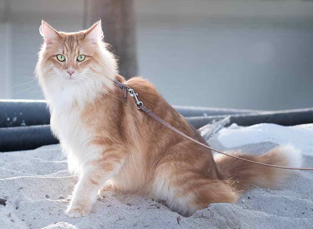 猫奴需要了解的知识:猫咪喝水少的危害及八种应对策略