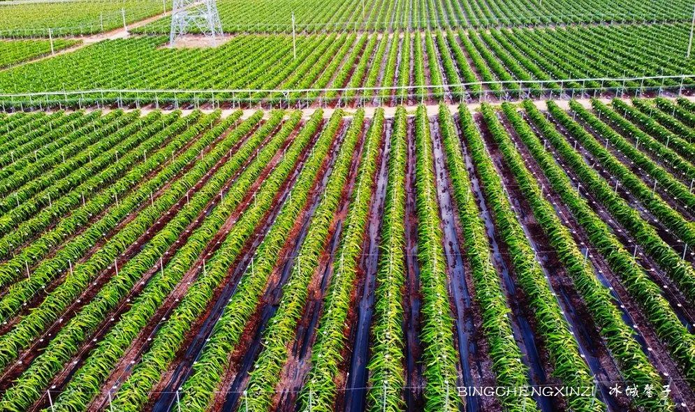 做把“村姑”,走进海南灯火灿烂的火龙果园