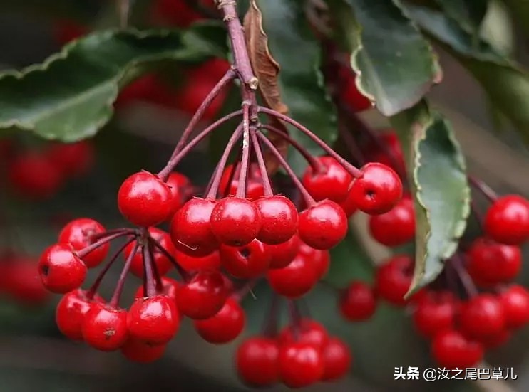 结紫色小果子的植物有哪些,什么植物可以结出好吃的果子