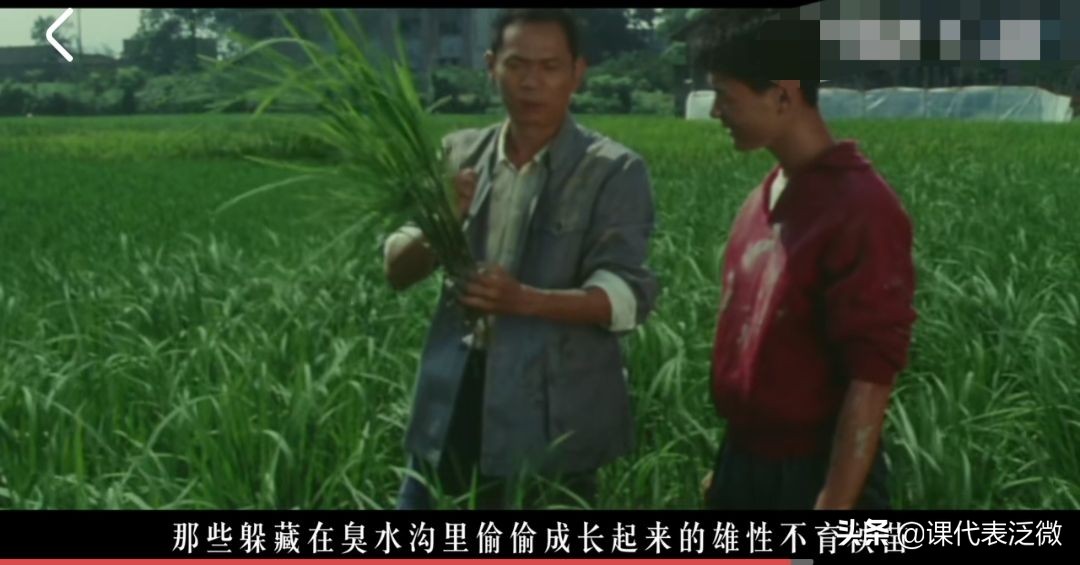你不知道的袁隆平:浪里白条、预备飞行员、油炸鬼、臭水沟捞宝贝