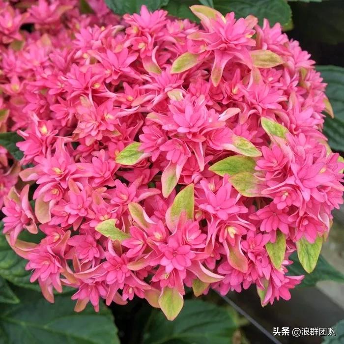 十种好看的绣球,最好看的绣球花视频