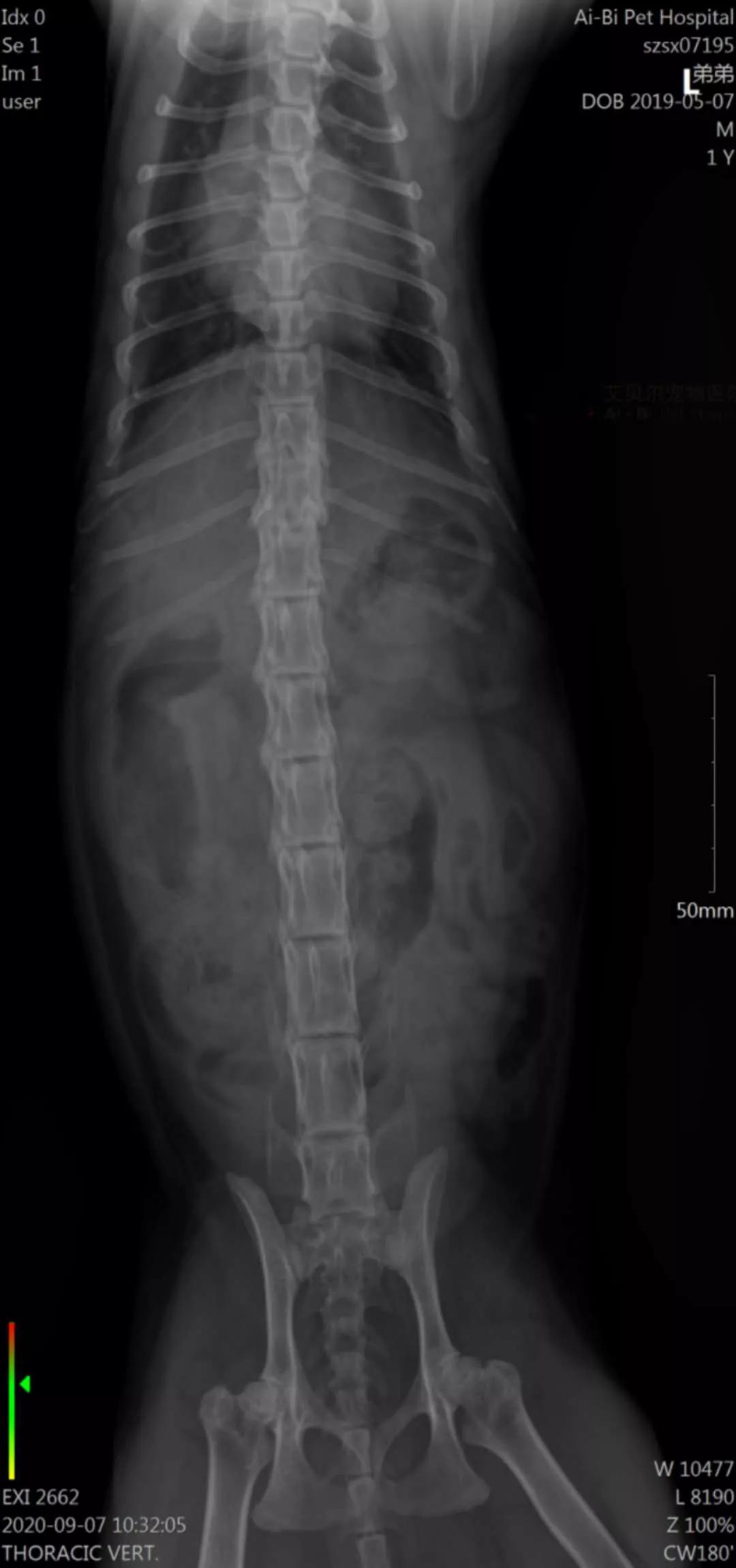 矮脚猫应激后腿无力怎么办,矮脚猫后腿多久能站起来