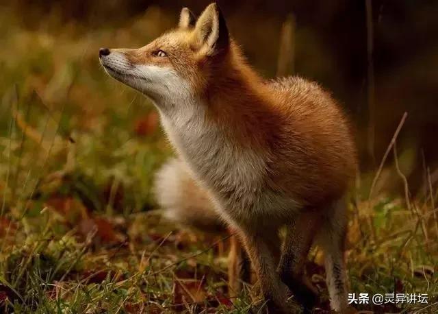 狐狸买肉，屠户收了钱还砍断它尾巴，回到家发现孩子不见了