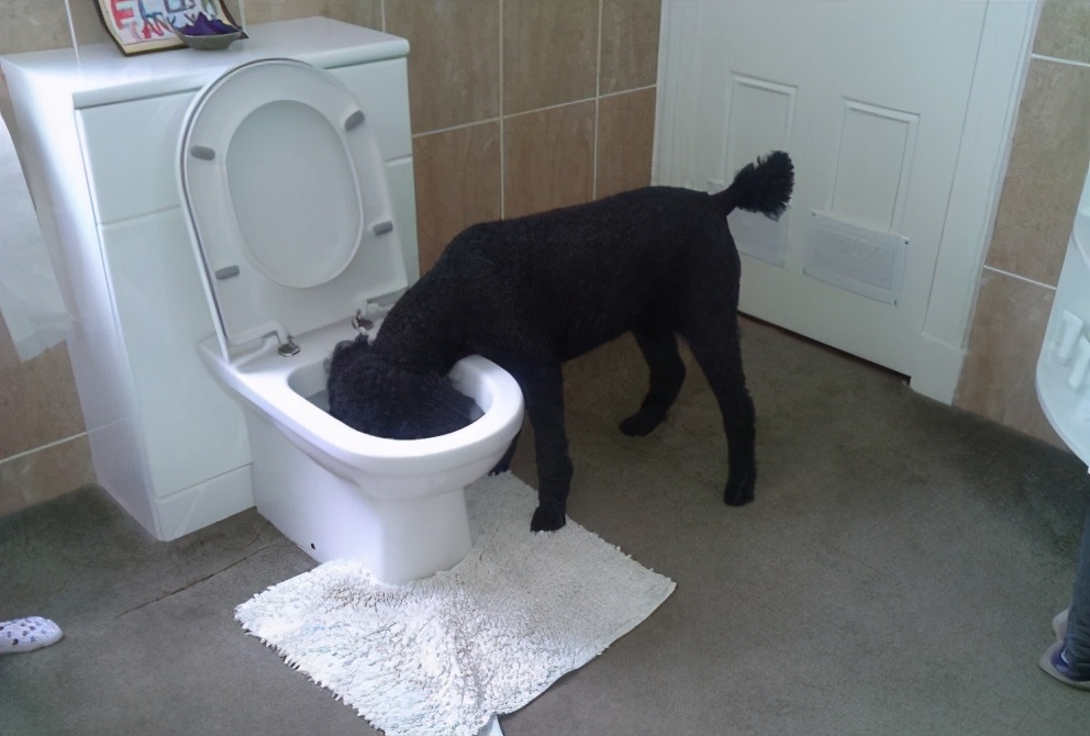 在狗狗眼里黑色物体很害怕,在狗狗眼里有昼夜之分吗