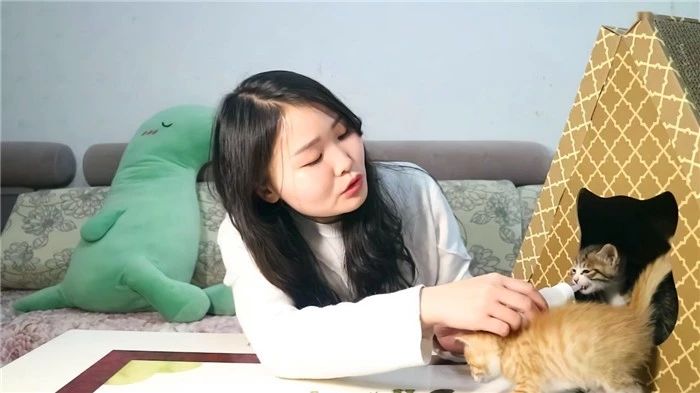 揭露所谓流浪猫的真相,辟谣流浪猫帮助警察破案