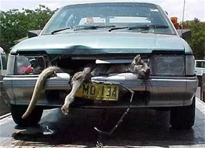 澳大利亚袋鼠真的很多吗,澳大利亚袋鼠出口袋鼠肉