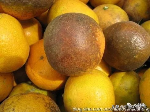 10类常见虫害高清图谱含防治方案,20种病虫害防治集合