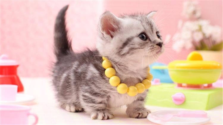 猫把人抓伤了怎么办,被猫抓伤了应该怎么办