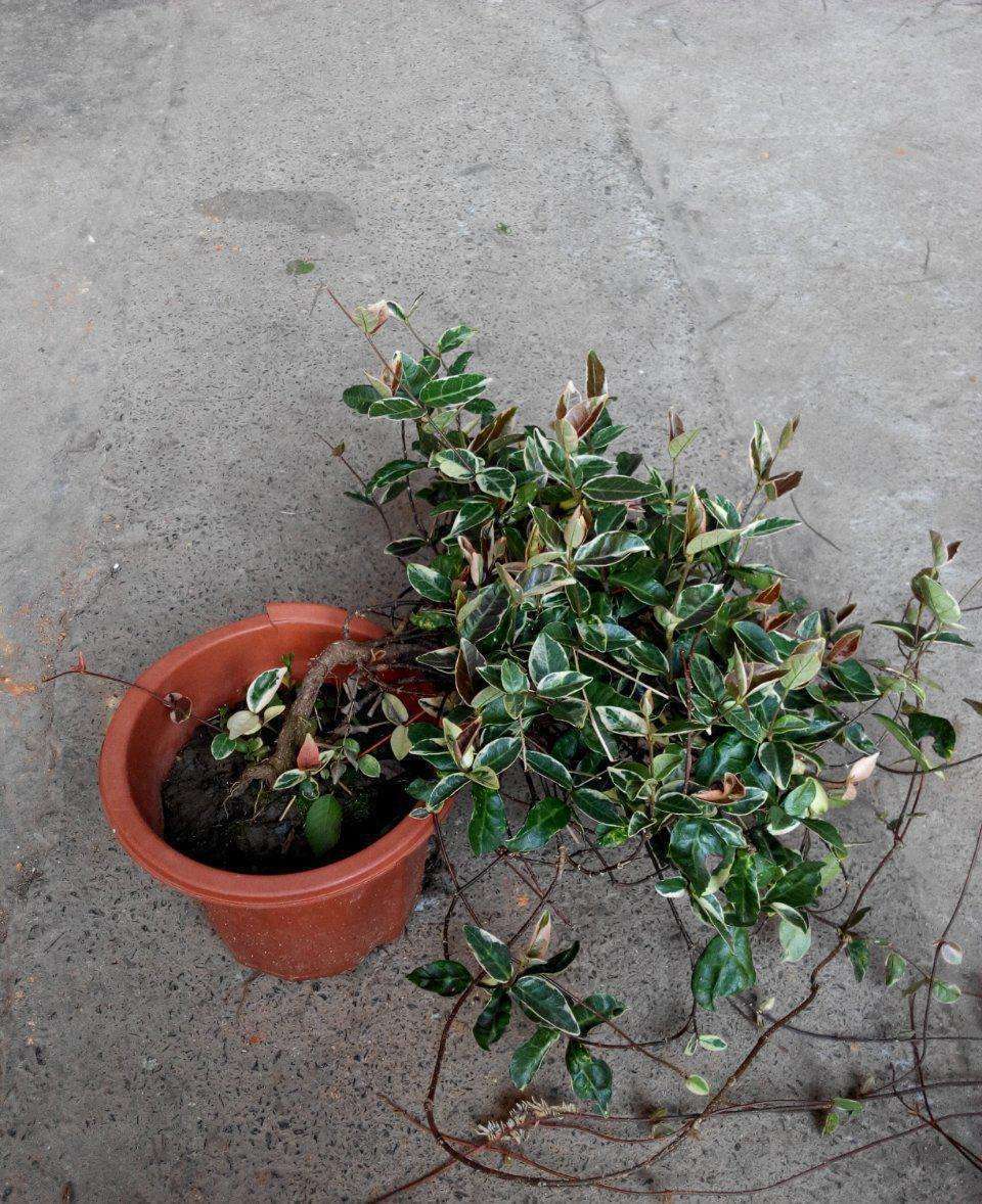 盆植的花叶络石要如何浇水,枝叶生长郁郁葱葱的秘密