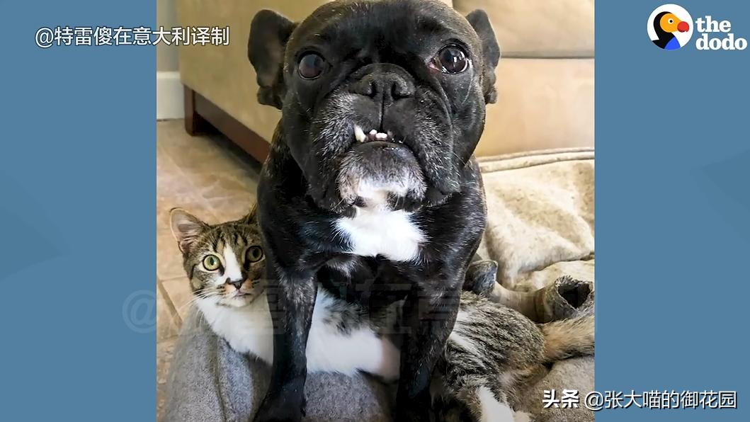 如果你遇到一只流浪猫你会怎么做,如果你遇到流浪猫你该怎么办