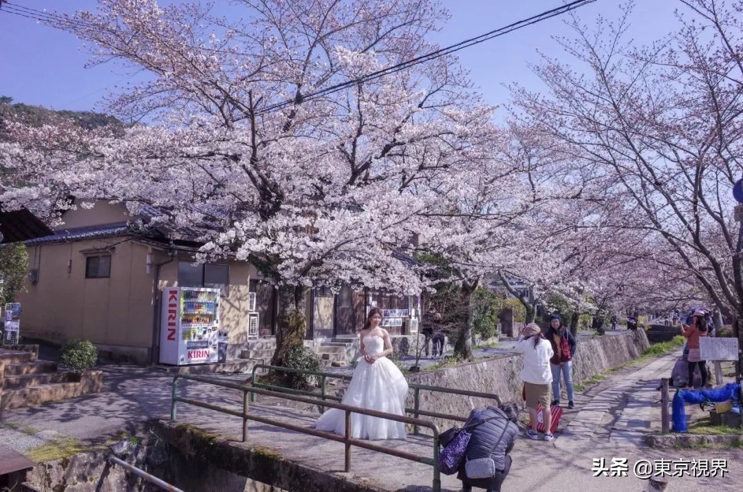 我在京都，攒下一整个春日的绝美樱色送给你。