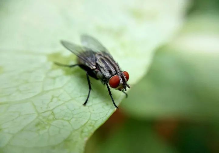 6大“杀不死”的生物，身体坏了可再生，脑袋没了还能跑？