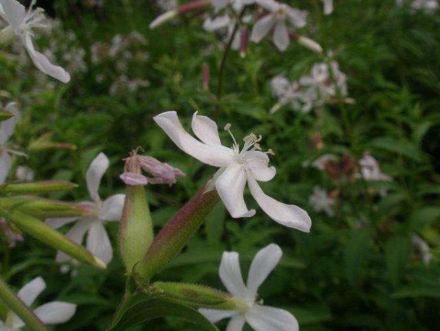 姐姐家门口一片杂草，人称“肥皂草”，可洗衣服、当药材，价值高