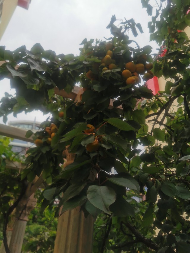 家里来灰喜鹊好吗,灰喜鹊什么季节出现