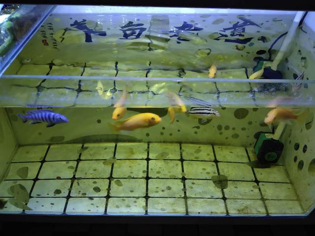 新鱼养鱼注意什么,新鱼友养鱼