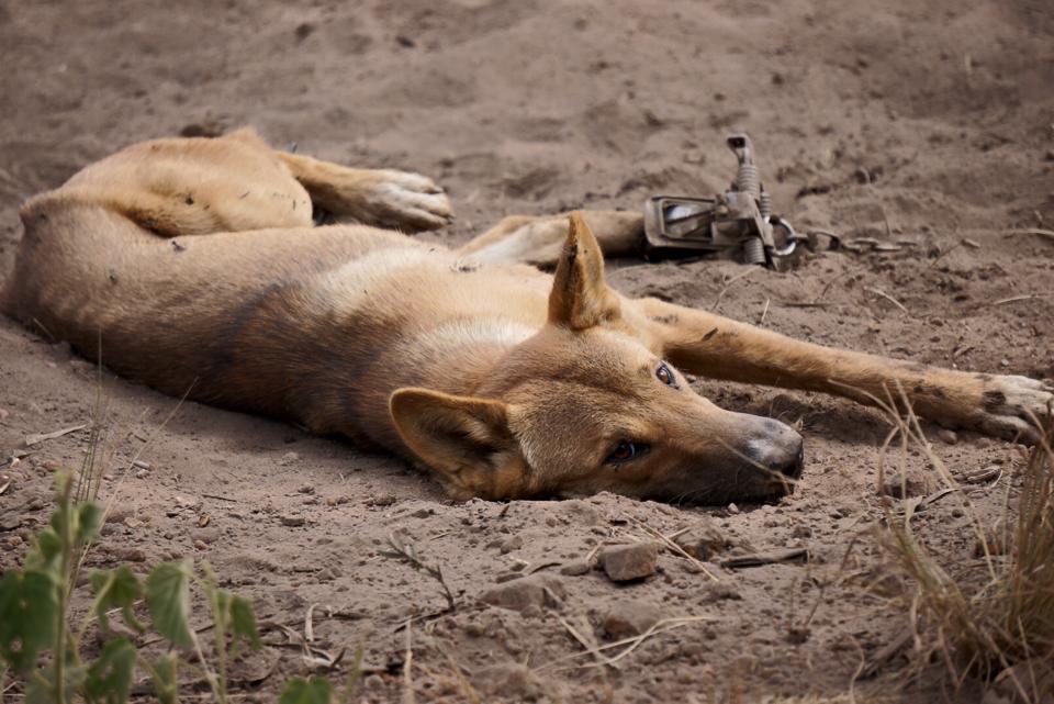 它们是澳洲顶级掠食者,专家建议把它们做成罐头,全部出口到中国