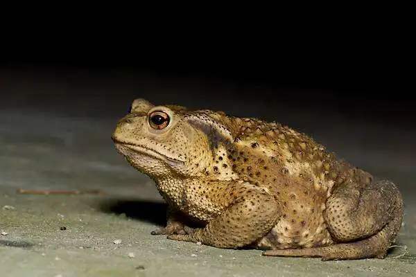 三条腿的蛤蟆全部视频,三条腿的蛤蟆是哪一集