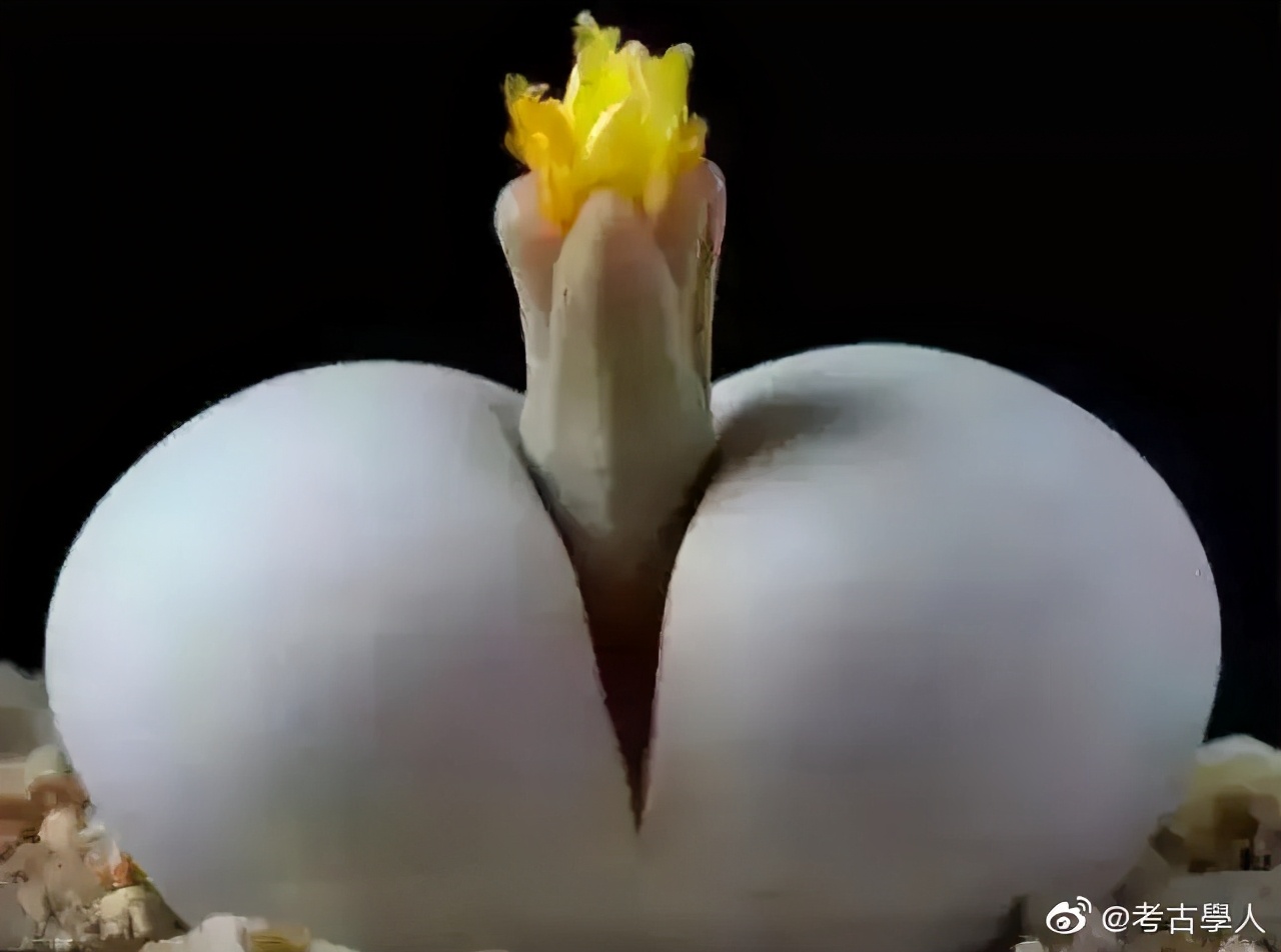 嘻咦嗷笑就完了NO.3