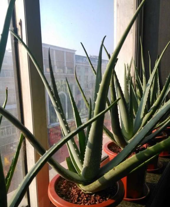 芦荟怎么养才能开花很美,家庭养芦荟最好的方法