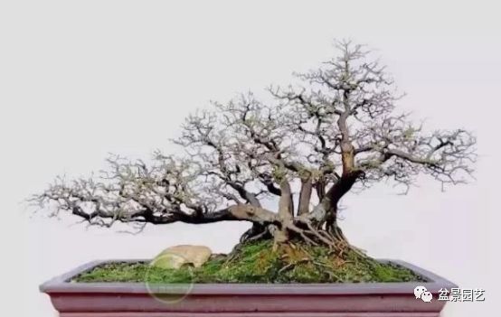 有哪些经典盆景树种,最值得收藏的六种盆景树种是哪些