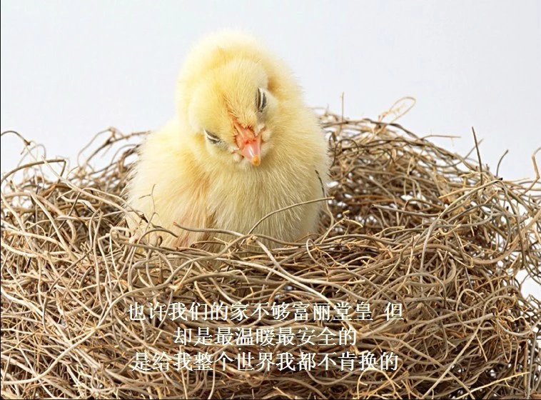 我只想说声爱你,只想再爱你一次